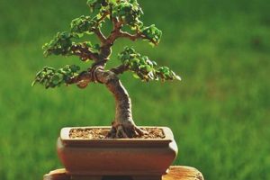 Easy DIY Bonsai Tree: Grow Your Own Miniature Tree! The DIY Hub: Creative Crafts, Repairs & Life Hacks Easy DIY Bonsai Tree: Grow Your Own Miniature Tree! | The DIY Hub: Creative Crafts, Repairs & Life Hacks