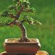 Easy DIY Bonsai Tree: Grow Your Own Miniature Tree! | The DIY Hub: Creative Crafts, Repairs & Life Hacks