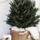 Easy DIY Christmas Tree Base Ideas: Homemade & Sturdy | The DIY Hub: Creative Crafts, Repairs & Life Hacks