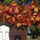 Easy Tree Costume DIY: Nature's Dress Up! | The DIY Hub: Creative Crafts, Repairs & Life Hacks