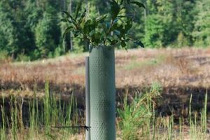 Easy DIY Tree Tubes: Protect Your Seedlings Now! The DIY Hub: Creative Crafts, Repairs & Life Hacks Easy DIY Tree Tubes: Protect Your Seedlings Now! | The DIY Hub: Creative Crafts, Repairs & Life Hacks