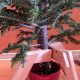 Build a DIY Tree Stand: Easy, Custom & Sturdy! | The DIY Hub: Creative Crafts, Repairs & Life Hacks