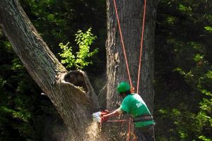 Safe DIY Tree Removal Guide: Save Money & Trees! The DIY Hub: Creative Crafts, Repairs & Life Hacks Safe DIY Tree Removal Guide: Save Money & Trees! | The DIY Hub: Creative Crafts, Repairs & Life Hacks