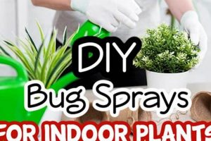 Easy DIY Bug Spray for Plants: Protect Your Garden Naturally The DIY Hub: Creative Crafts, Repairs & Life Hacks Easy DIY Bug Spray for Plants: Protect Your Garden Naturally | The DIY Hub: Creative Crafts, Repairs & Life Hacks