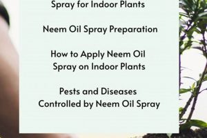 Easy DIY Neem Oil Spray for Plants: Natural Pest Control The DIY Hub: Creative Crafts, Repairs & Life Hacks Easy DIY Neem Oil Spray for Plants: Natural Pest Control | The DIY Hub: Creative Crafts, Repairs & Life Hacks