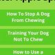 Best DIY Bitter Spray for Dogs: Stop Chewing Fast! | The DIY Hub: Creative Crafts, Repairs & Life Hacks
