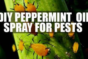 Easy DIY Peppermint Oil Spray: Recipes & Uses The DIY Hub: Creative Crafts, Repairs & Life Hacks Easy DIY Peppermint Oil Spray: Recipes & Uses | The DIY Hub: Creative Crafts, Repairs & Life Hacks