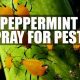 Easy DIY Peppermint Oil Spray: Recipes & Uses | The DIY Hub: Creative Crafts, Repairs & Life Hacks