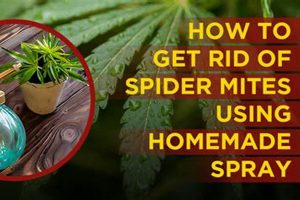 Easy DIY Spider Mite Spray: Recipes & Tips The DIY Hub: Creative Crafts, Repairs & Life Hacks Easy DIY Spider Mite Spray: Recipes & Tips | The DIY Hub: Creative Crafts, Repairs & Life Hacks