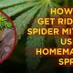 Easy DIY Spider Mite Spray: Recipes & Tips | The DIY Hub: Creative Crafts, Repairs & Life Hacks