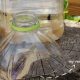 Easy Fly Traps Outdoor DIY: Simple Pest Solutions | The DIY Hub: Creative Crafts, Repairs & Life Hacks