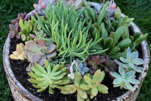 Easy Outdoor Succulent Planter DIY Ideas for Your Garden The DIY Hub: Creative Crafts, Repairs & Life Hacks Easy Outdoor Succulent Planter DIY Ideas for Your Garden | The DIY Hub: Creative Crafts, Repairs & Life Hacks