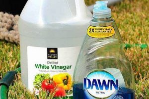 Easy DIY Outdoor Window Cleaner: Sparkling Results! | The DIY Hub: Creative Crafts, Repairs & Life Hacks