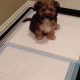 DIY Dog Potty Tray: Build Your Own Indoor Solution | The DIY Hub: Creative Crafts, Repairs & Life Hacks