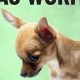 Natural DIY Dog Wormer: Safe & Effective | The DIY Hub: Creative Crafts, Repairs & Life Hacks