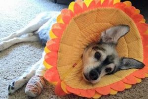 DIY Comfort: Dog Cone Alternative Guide (Easy!) The DIY Hub: Creative Crafts, Repairs & Life Hacks DIY Comfort: Dog Cone Alternative Guide (Easy!) | The DIY Hub: Creative Crafts, Repairs & Life Hacks