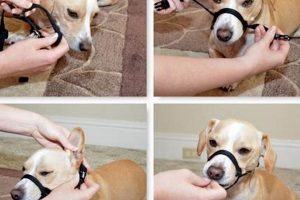 Easy DIY Dog Muzzle: Build a Safe Dog Muzzle Today! The DIY Hub: Creative Crafts, Repairs & Life Hacks Easy DIY Dog Muzzle: Build a Safe Dog Muzzle Today! | The DIY Hub: Creative Crafts, Repairs & Life Hacks