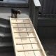 Easy DIY Dog Ramp for Stairs: Help Your Pup! | The DIY Hub: Creative Crafts, Repairs & Life Hacks