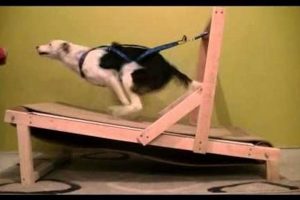 DIY Dog Treadmill: Build Your Own Exercise Station! The DIY Hub: Creative Crafts, Repairs & Life Hacks DIY Dog Treadmill: Build Your Own Exercise Station! | The DIY Hub: Creative Crafts, Repairs & Life Hacks