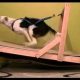 DIY Dog Treadmill: Build Your Own Exercise Station! | The DIY Hub: Creative Crafts, Repairs & Life Hacks
