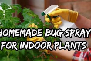Easy DIY Insect Spray for Plants: Protect Your Garden The DIY Hub: Creative Crafts, Repairs & Life Hacks Easy DIY Insect Spray for Plants: Protect Your Garden | The DIY Hub: Creative Crafts, Repairs & Life Hacks