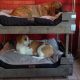 Build a Space-Saving DIY Dog Bunk Bed [Easy Guide] | The DIY Hub: Creative Crafts, Repairs & Life Hacks