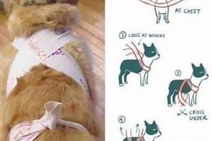 Easy DIY Thundershirt for Dogs: Calm Your Anxious Pup! The DIY Hub: Creative Crafts, Repairs & Life Hacks Easy DIY Thundershirt for Dogs: Calm Your Anxious Pup! | The DIY Hub: Creative Crafts, Repairs & Life Hacks