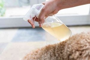 Easy DIY Itch Relief for Dogs: At-Home Soothers! The DIY Hub: Creative Crafts, Repairs & Life Hacks Easy DIY Itch Relief for Dogs: At-Home Soothers! | The DIY Hub: Creative Crafts, Repairs & Life Hacks