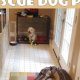 Build a DIY Dog Pen: Plans & Ideas for Pet Safety | The DIY Hub: Creative Crafts, Repairs & Life Hacks