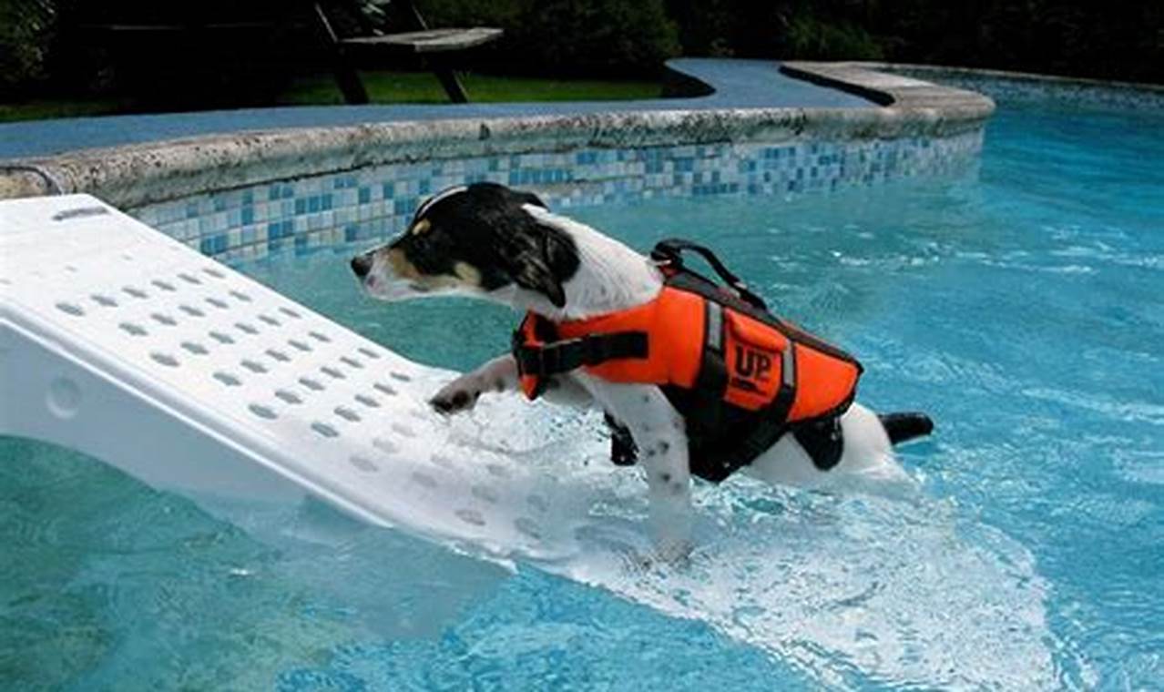 Easy DIY Dog Boat Ramp Plans: Get Your Dog Aboard!