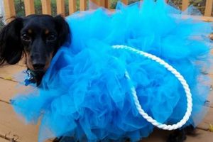 Easy DIY Dog Costumes: Fun, Safe, & Unique Dog Outfits The DIY Hub: Creative Crafts, Repairs & Life Hacks Easy DIY Dog Costumes: Fun, Safe, & Unique Dog Outfits | The DIY Hub: Creative Crafts, Repairs & Life Hacks