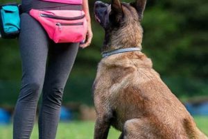Best DIY Dog Training Guide: Train Your Dog at Home The DIY Hub: Creative Crafts, Repairs & Life Hacks Best DIY Dog Training Guide: Train Your Dog at Home | The DIY Hub: Creative Crafts, Repairs & Life Hacks