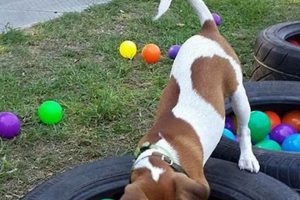 Build an Easy DIY Dog Playground: Fun for Your Pup! The DIY Hub: Creative Crafts, Repairs & Life Hacks Build an Easy DIY Dog Playground: Fun for Your Pup! | The DIY Hub: Creative Crafts, Repairs & Life Hacks