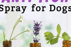 Quick DIY Dog Itch Relief: Home Remedies That Work The DIY Hub: Creative Crafts, Repairs & Life Hacks Quick DIY Dog Itch Relief: Home Remedies That Work | The DIY Hub: Creative Crafts, Repairs & Life Hacks