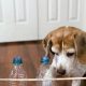 Easy DIY Enrichment for Dogs: Fun & Games! | The DIY Hub: Creative Crafts, Repairs & Life Hacks