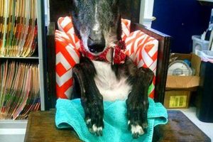 DIY Dog Bailey Chair: Build Your Own Feeding Solution The DIY Hub: Creative Crafts, Repairs & Life Hacks DIY Dog Bailey Chair: Build Your Own Feeding Solution | The DIY Hub: Creative Crafts, Repairs & Life Hacks
