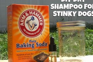 DIY Dog Dry Shampoo: Easy & Safe Recipes for Fur! The DIY Hub: Creative Crafts, Repairs & Life Hacks DIY Dog Dry Shampoo: Easy & Safe Recipes for Fur! | The DIY Hub: Creative Crafts, Repairs & Life Hacks
