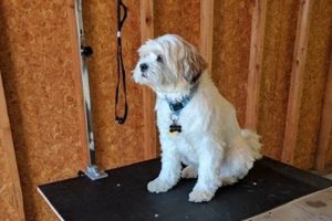 Build a Better DIY Dog Grooming Table: Plans & Tips | The DIY Hub: Creative Crafts, Repairs & Life Hacks
