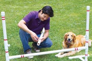 Build a Budget DIY Dog Agility Course (Easy Plans) The DIY Hub: Creative Crafts, Repairs & Life Hacks Build a Budget DIY Dog Agility Course (Easy Plans) | The DIY Hub: Creative Crafts, Repairs & Life Hacks