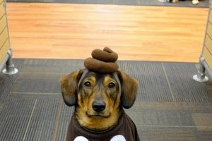 Easy Last Minute DIY Dog Costume Ideas (Cute & Fast!) The DIY Hub: Creative Crafts, Repairs & Life Hacks Easy Last Minute DIY Dog Costume Ideas (Cute & Fast!) | The DIY Hub: Creative Crafts, Repairs & Life Hacks