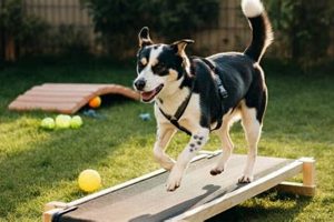 Build a Safe DIY Dog Treadmill: Plans & Tips | The DIY Hub: Creative Crafts, Repairs & Life Hacks