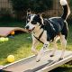 Build a Safe DIY Dog Treadmill: Plans & Tips | The DIY Hub: Creative Crafts, Repairs & Life Hacks