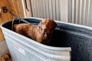 Build Your DIY Dog Tub: Plans & Ideas For Easy Baths | The DIY Hub: Creative Crafts, Repairs & Life Hacks