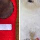Easy DIY Dog Shoes: Protect Paws At Home! | The DIY Hub: Creative Crafts, Repairs & Life Hacks
