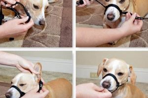 The DIY Muzzle Dog Guide: Safe &amp; Easy Dog Muzzles | The DIY Hub: Creative Crafts, Repairs & Life Hacks