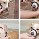 The DIY Muzzle Dog Guide: Safe &amp; Easy Dog Muzzles | The DIY Hub: Creative Crafts, Repairs & Life Hacks
