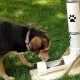 Build-It: DIY Dog Feeder Automatic - Easy Plans! | The DIY Hub: Creative Crafts, Repairs & Life Hacks