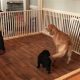 Build a Safe DIY Indoor Dog Pen: Plans & Ideas | The DIY Hub: Creative Crafts, Repairs & Life Hacks