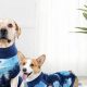 DIY Dog Recovery: T-Shirt for Dogs After Surgery (Easy!) | The DIY Hub: Creative Crafts, Repairs & Life Hacks