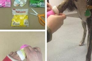 Easy Dog Booties DIY: Protect Your Pup's Paws! | The DIY Hub: Creative Crafts, Repairs & Life Hacks
